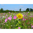 Blumenwiese "Bienenwiese"